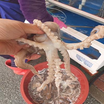 산지직송 제철 고흥 뻘낙지  대낙지 3마리 (1미당 100-130g 내외)